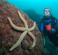 Cook Island Dive Site - Accommodation Coffs Harbour