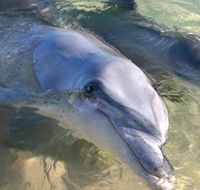 Dolphins of Monkey Mia - Accommodation Coffs Harbour