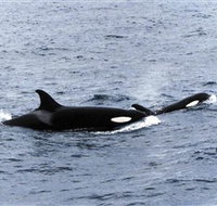 Killer Whale Trail - Accommodation Coffs Harbour