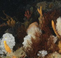 Point Hicks Marine National Park - Accommodation Coffs Harbour