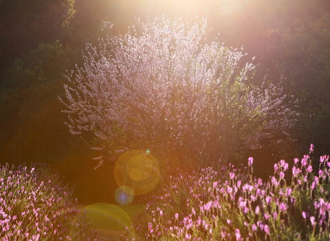 Jasmin Organics Skincare Farm And Factory - Accommodation Coffs Harbour 1