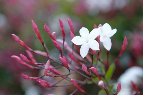 Jasmin Organics Skincare Farm And Factory - Accommodation Coffs Harbour 3