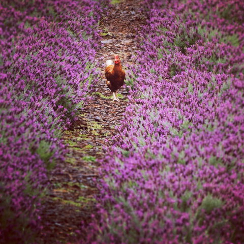 Jasmin Organics Skincare Farm And Factory - Accommodation Coffs Harbour 10