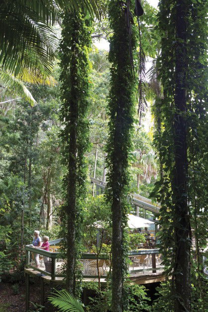 Sea Acres Rainforest Centre - Accommodation Coffs Harbour 1