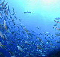 Cape Byron Marine Park - Accommodation Coffs Harbour