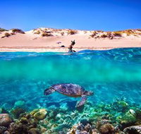 Snorkel the Ningaloo Reef - Accommodation Coffs Harbour