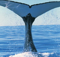 Humpback Whales - Accommodation Coffs Harbour