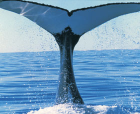 Humpback Whales - Accommodation Coffs Harbour 0
