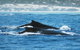 Humpback Whales - thumb 1