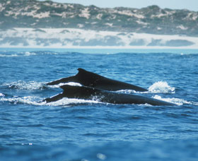 Humpback Whales - Accommodation Coffs Harbour 1