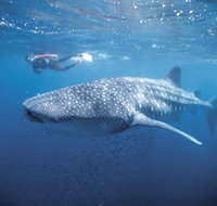 Swim with the Whale Sharks - Accommodation Coffs Harbour
