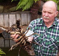 Lobster Ponds - Accommodation Coffs Harbour