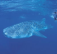 Ningaloo Reef - Accommodation Coffs Harbour