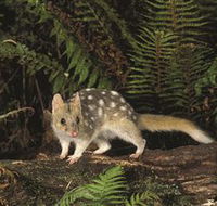 Tarkine Forest Reserve - Accommodation Coffs Harbour