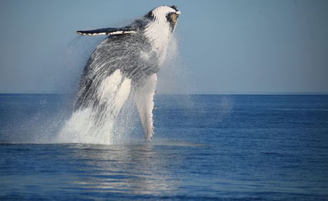 Absolute Ocean Charters - Accommodation Coffs Harbour 12