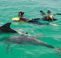 Rockingham Wild Encounters - Swim with Wild Dolphins - Accommodation Coffs Harbour