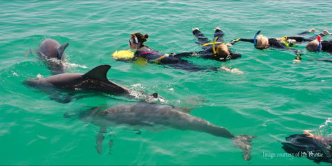 Rockingham Wild Encounters - Swim With Wild Dolphins - Accommodation Coffs Harbour 0