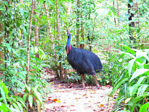 Daintree Safaris - Accommodation Coffs Harbour 0