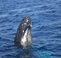 Jervis Bay Whales - Accommodation Coffs Harbour