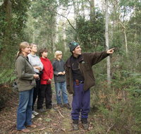 Great Western Tiers Forest Walks Tasmania - Accommodation Coffs Harbour