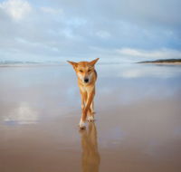 Fraser Island Adventure Tours - Accommodation Coffs Harbour