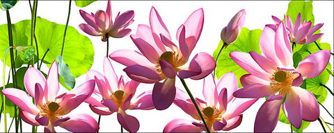 Tin Shed Art Gallery - Accommodation Coffs Harbour 3