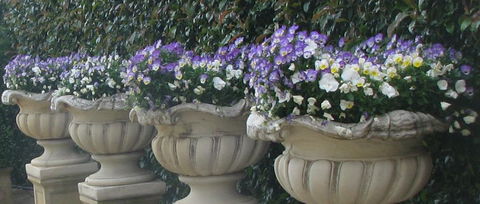 Gardenalia Open Garden And Rare Plant Nursery - Accommodation Coffs Harbour 0