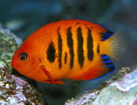 Cairns Marine - Accommodation Coffs Harbour 0