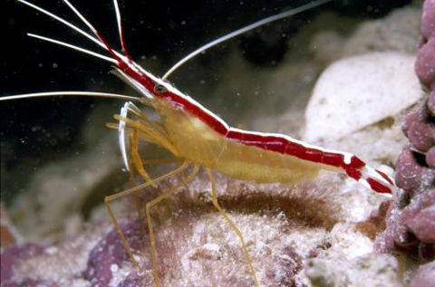 Cairns Marine - Accommodation Coffs Harbour 1