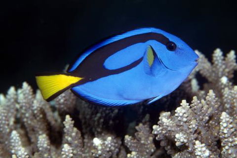 Cairns Marine - Accommodation Coffs Harbour 2