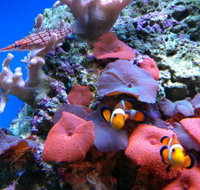Tropical Marine Centre - Accommodation Coffs Harbour