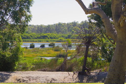Pinnacles And Yanchep National Park Day Trip From Perth Including Lobster Shack Lunch And Sandboarding - Accommodation Coffs Harbour 10