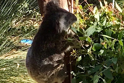 Pinnacles And Yanchep National Park Day Trip From Perth Including Lobster Shack Lunch And Sandboarding - Accommodation Coffs Harbour 6