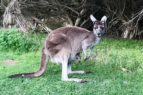 Pinnacles And Yanchep National Park Day Trip From Perth Including Lobster Shack Lunch And Sandboarding - Accommodation Coffs Harbour 8
