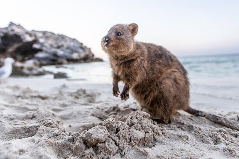 Fremantle To Rottnest Island Roundtrip Ferry Ticket - Accommodation Coffs Harbour 3
