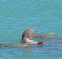 Snubfin Dolphin Eco Cruise from Broome - Accommodation Coffs Harbour