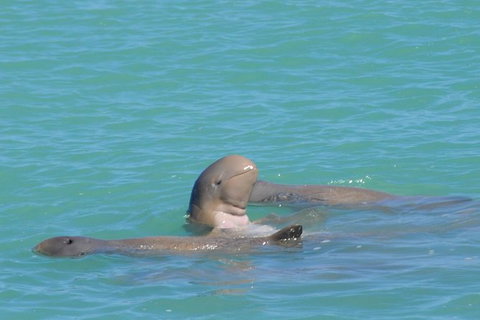 Snubfin Dolphin Eco Cruise From Broome - Accommodation Coffs Harbour 0