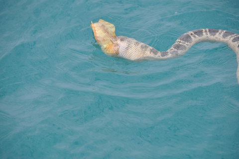 Snubfin Dolphin Eco Cruise From Broome - Accommodation Coffs Harbour 10