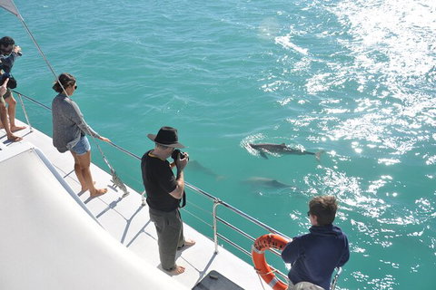 Snubfin Dolphin Eco Cruise From Broome - Accommodation Coffs Harbour 4