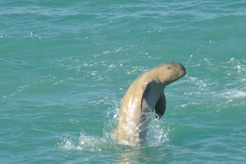 Snubfin Dolphin Eco Cruise From Broome - Accommodation Coffs Harbour 11