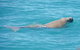 Snubfin Dolphin Eco Cruise From Broome - thumb 5