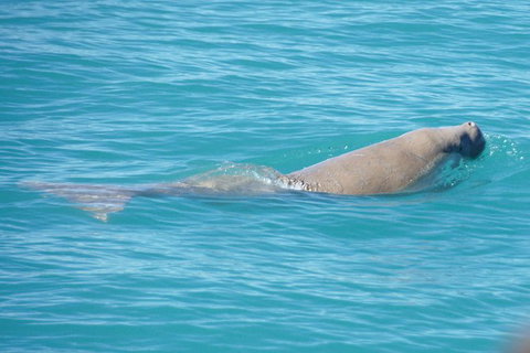 Snubfin Dolphin Eco Cruise From Broome - Accommodation Coffs Harbour 5