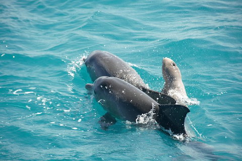 Snubfin Dolphin Eco Cruise From Broome - Accommodation Coffs Harbour 6
