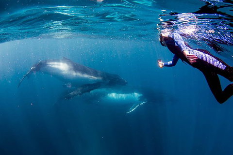 Private Whale Shark Or Humpback Whale Swimming Tour - Accommodation Coffs Harbour 1