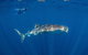 Private Whale Shark Or Humpback Whale Swimming Tour - thumb 0