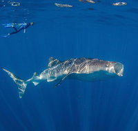 Private Whale Shark or Humpback Whale Swimming Tour - Accommodation Coffs Harbour