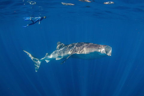 Private Whale Shark Or Humpback Whale Swimming Tour - Accommodation Coffs Harbour 0