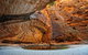 Bungle Bungle Flight, Domes & Cathedral Gorge Guided Walk From Kununurra - thumb 6