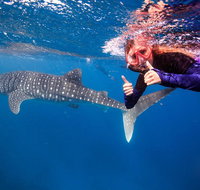 Swim with Whale Sharks- the largest fish in the world - Accommodation Coffs Harbour