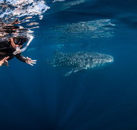 Deluxe WhaleShark Swim Tour on the Ningaloo Reef from Exmouth - Accommodation Coffs Harbour